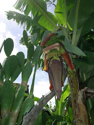 banane4